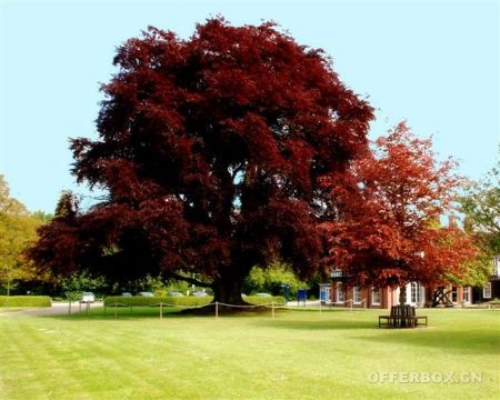 Hethersett old hall school