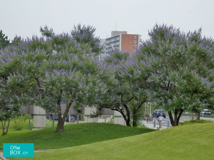 美国东北大学学院校园环境